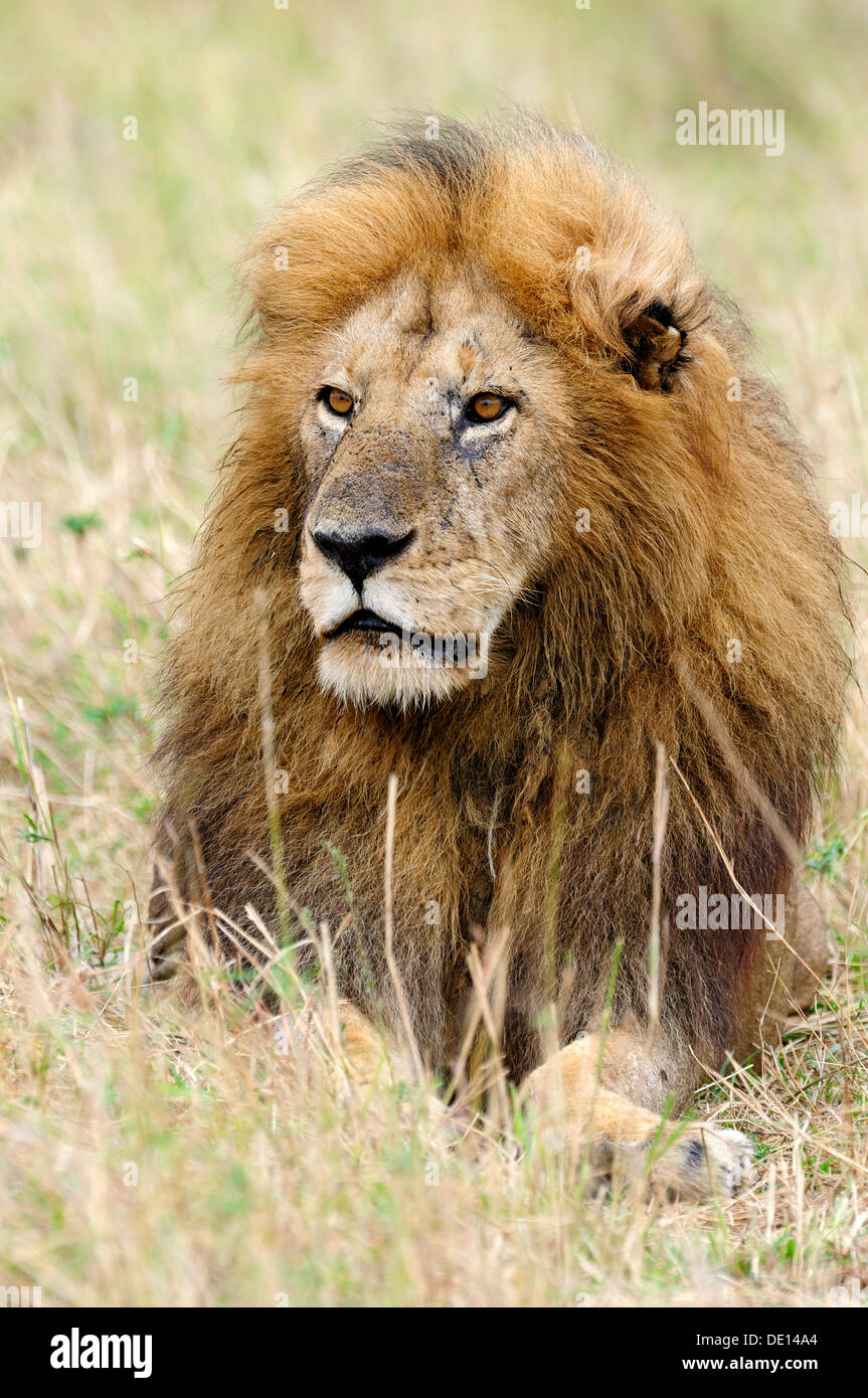 Lion (Panthera leo), vecchio maschio, ritratto, il Masai Mara riserva nazionale, Kenya, Africa Foto Stock