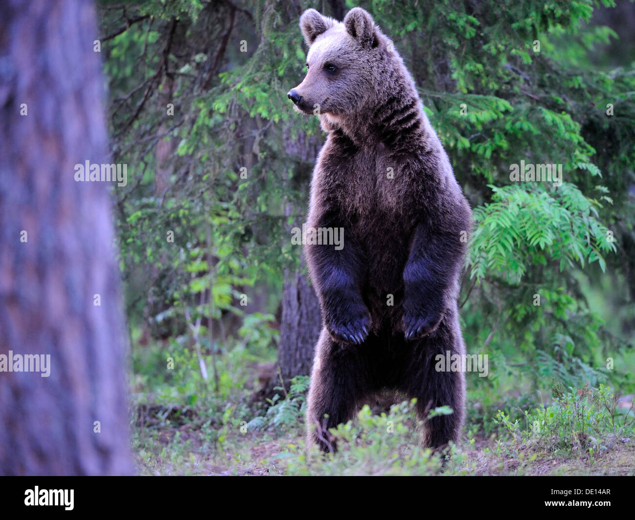 L'orso bruno (Ursus arctos), femmina in piedi sulle sue zampe posteriori per fissare, Carelia, Finlandia orientale, Finlandia, Europa Foto Stock