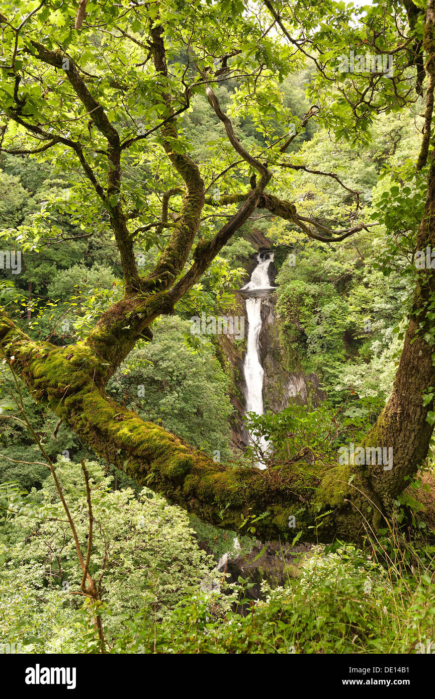 Protetto British bosco con ben stabiliti bosco di roverella coperti di felci licheni e muschi e i diavoli rientrano a ponte Foto Stock