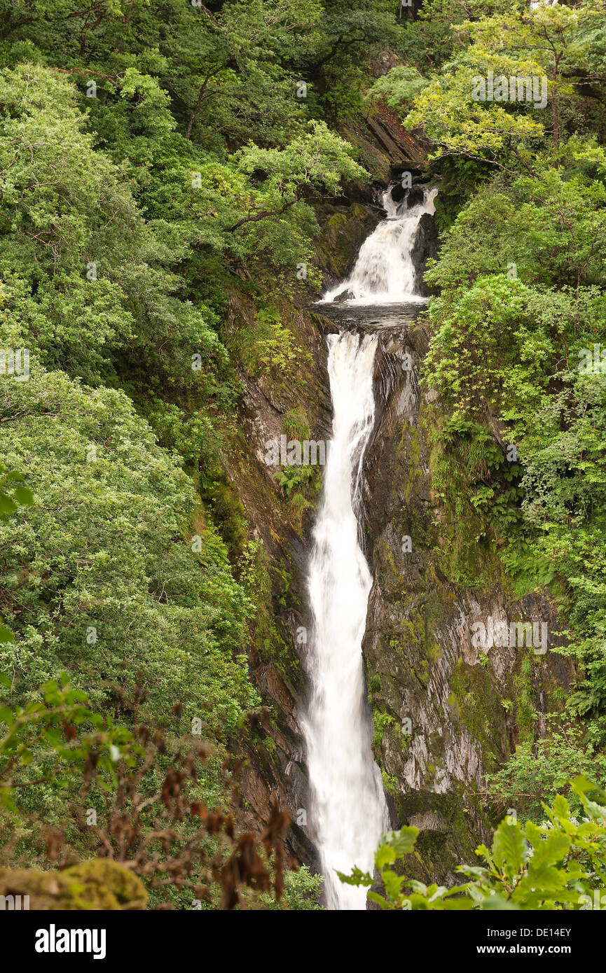 Protetto British bosco con ben stabiliti bosco di roverella coperti di felci licheni e muschi e i diavoli rientrano a ponte Foto Stock