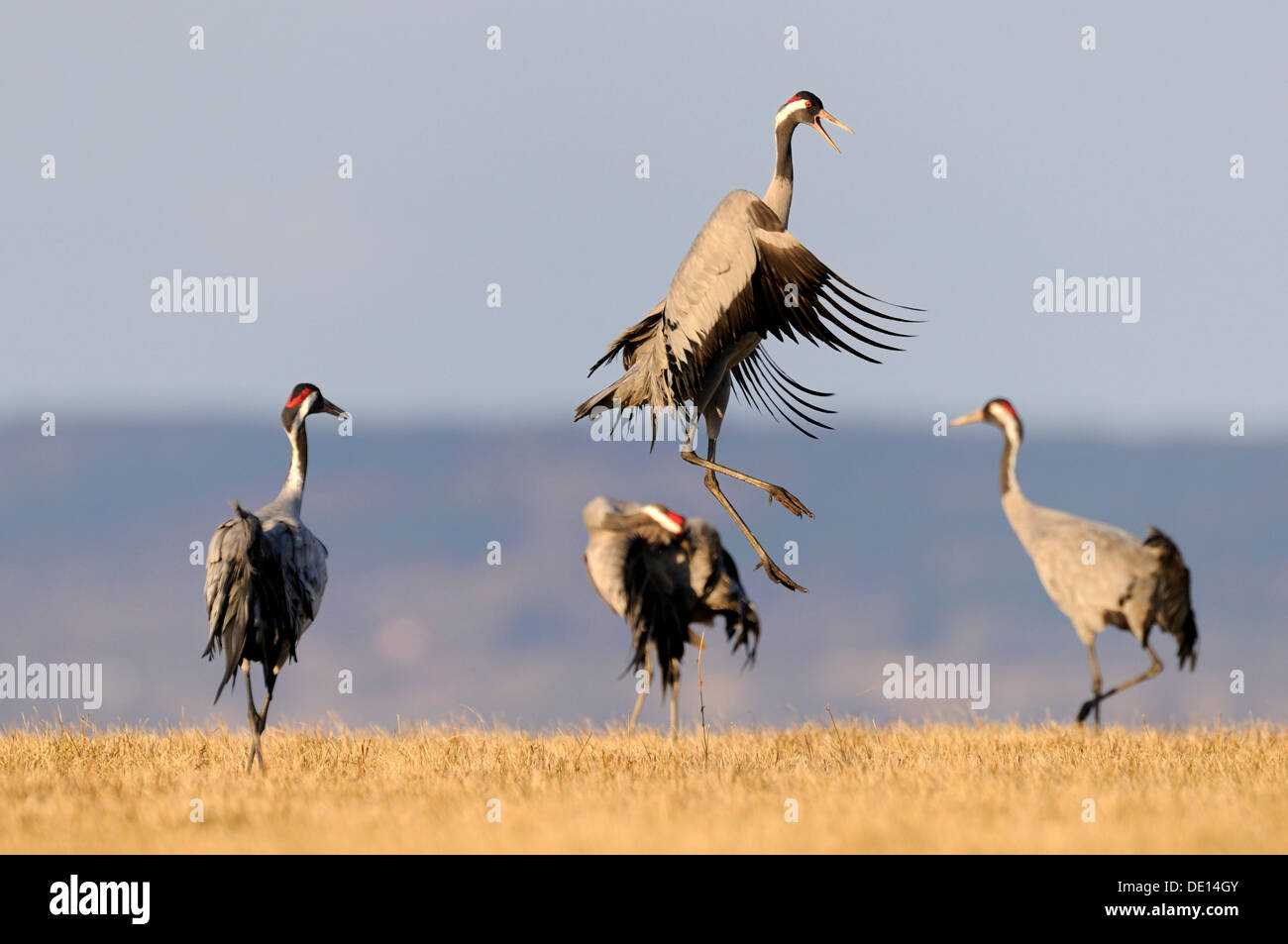 Comune o gru eurasiatica (grus grus), dancing bird a roost, Lago Hornborga, Hornborgasjoen, Vaestergoetland, Svezia Foto Stock