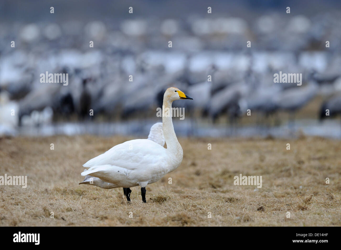 Whooper cigni (Cygnus cygnus) e gru (grus grus), area riposo, Hornborgasjoen, Vaestergoetland, Svezia, Scandinavia, Europa Foto Stock