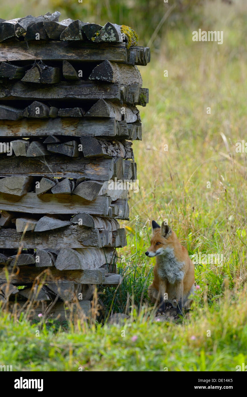 Red Fox (Vulpes vulpes vulpes), nascondere per sicurezza dietro un woodpile, Sihl foresta, Svizzera, Europa Foto Stock