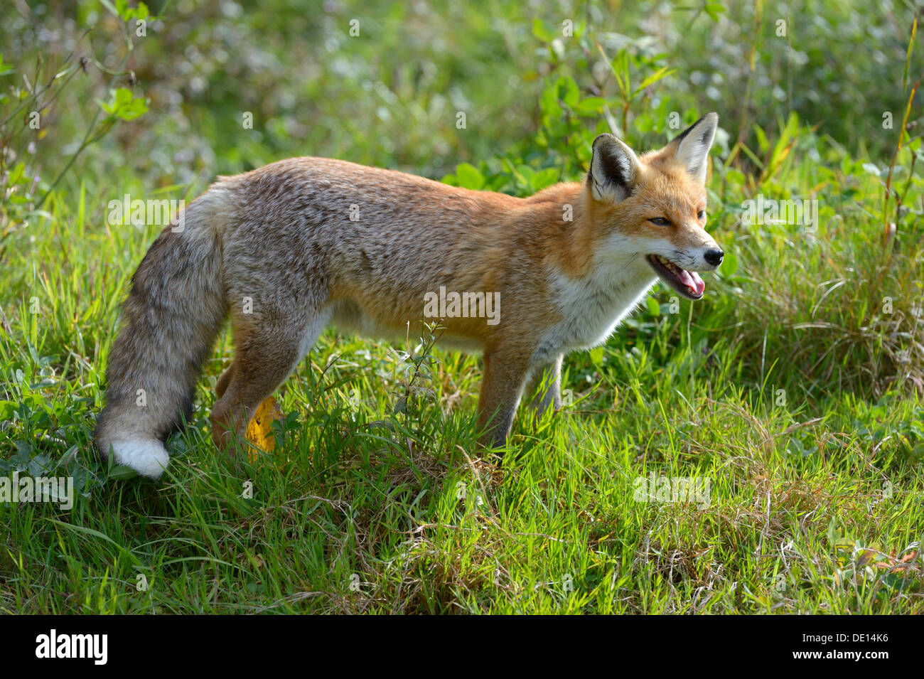 Red Fox (Vulpes vulpes vulpes), guardando fuori per la sicurezza in un prato, Sihl foresta, Svizzera, Europa Foto Stock