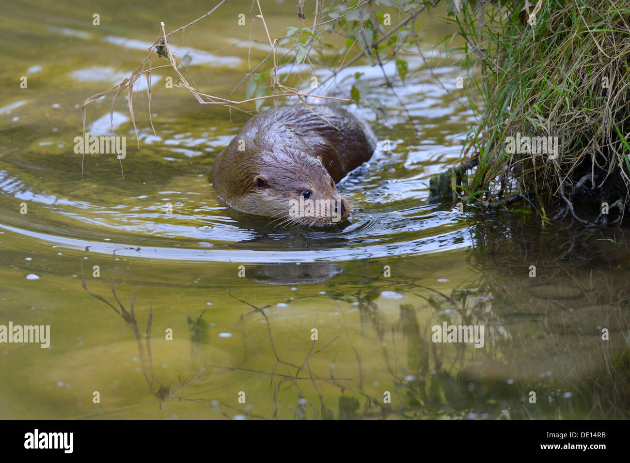 Lontra (Lutra lutra), cercando la sicurezza della banca di fiume, Sihl foresta, Svizzera, Europa Foto Stock