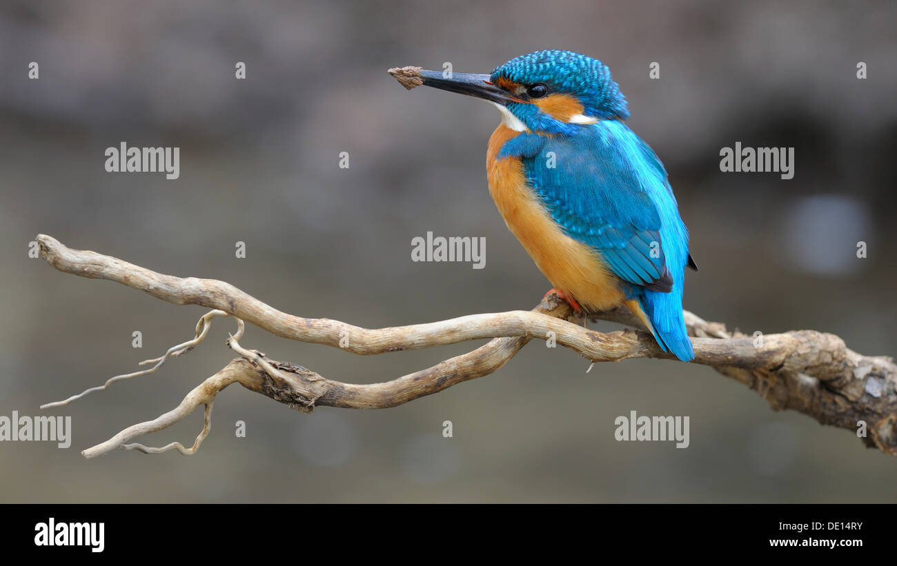 Kingfisher (Alcedo atthis) in appoggio sul proprio ramo di vedetta dopo scavando un foro di allevamento, riserva della biosfera, Svevo Foto Stock