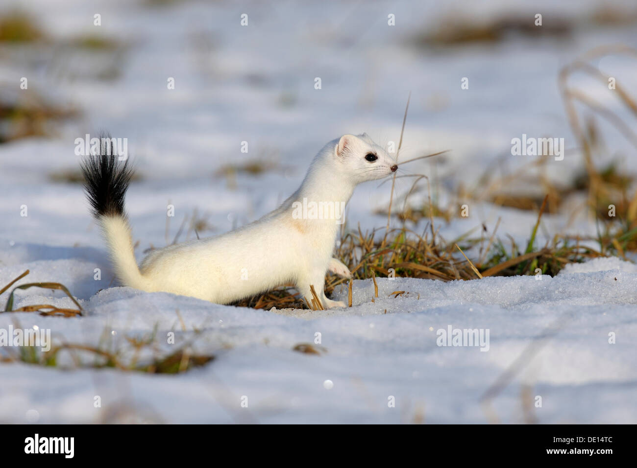 Ermellino o ermellino (Mustela erminea) nel suo cappotto invernale, guardando fuori per la sicurezza, riserva della biosfera, Svevo, Baden-Wuerttemberg Foto Stock