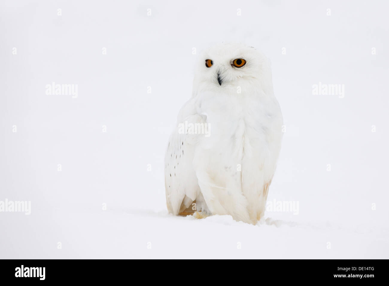Civetta delle nevi (Bubo scandiacus), maschio in una tempesta di neve, Lapponia, Finlandia e Scandinavia, Europa Foto Stock