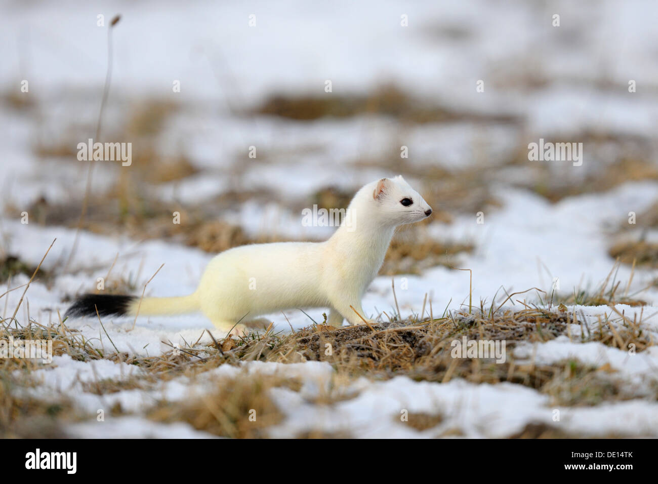 Ermellino o ermellino (Mustela erminea) nel suo cappotto invernale, guardando fuori per la sicurezza, riserva della biosfera, Svevo, Baden-Wuerttemberg Foto Stock