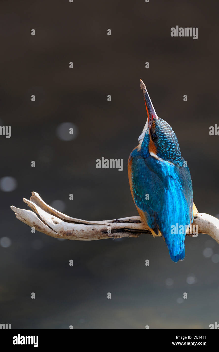 Kingfisher (Alcedo atthis) guardando verso l'alto per la sicurezza, riserva della biosfera, Svevo, Baden-Wuerttemberg Foto Stock