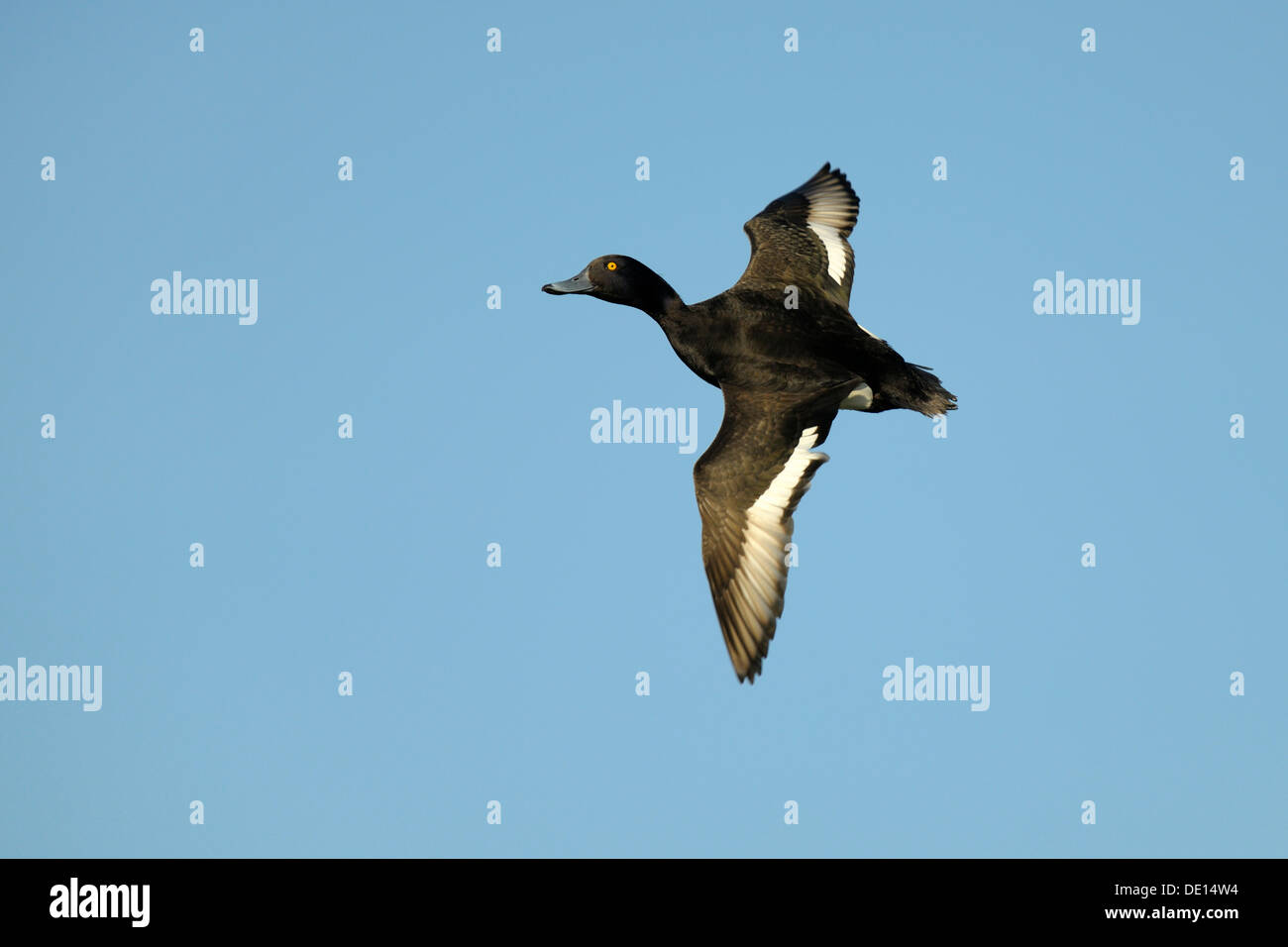 Moretta (Aythya fuligula), Drake in volo, Texel, isole Wadden, Paesi Bassi, Olanda, Europa Foto Stock