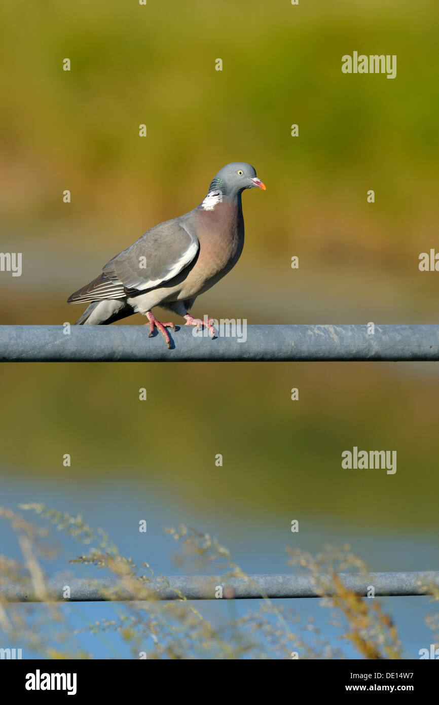 Il Colombaccio ( Columba palumbus), Texel, isole Wadden, Paesi Bassi, Olanda, Europa Foto Stock