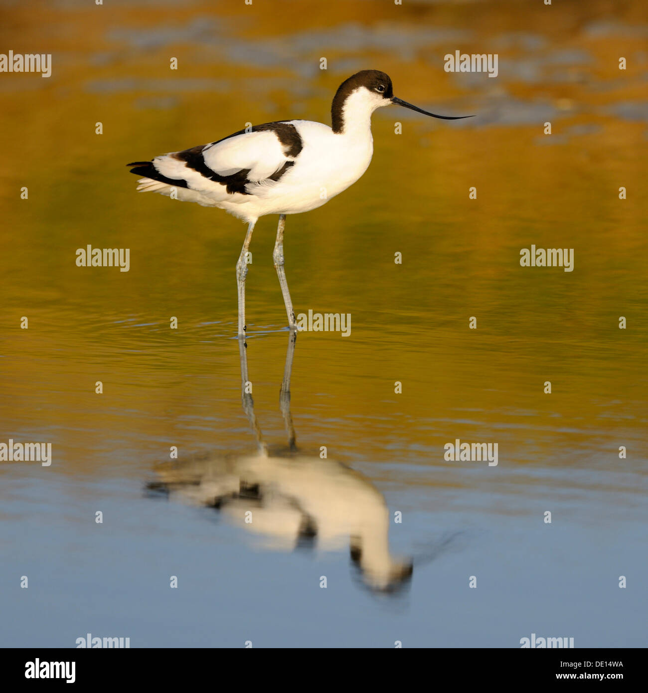 Pied Avocet (Recurvirostra avosetta), con la sua riflessione, Texel, isole Wadden, Paesi Bassi, Olanda, Europa Foto Stock