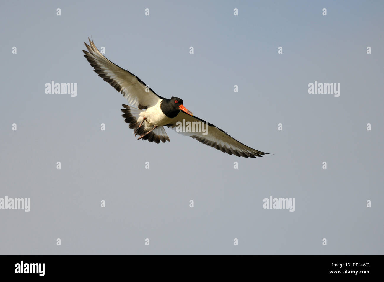 Eurasian Oystercatcher o comuni o Pied Oystercatcher (Haematopus ostralegus), in volo, Texel, isole Wadden, Paesi Bassi Foto Stock