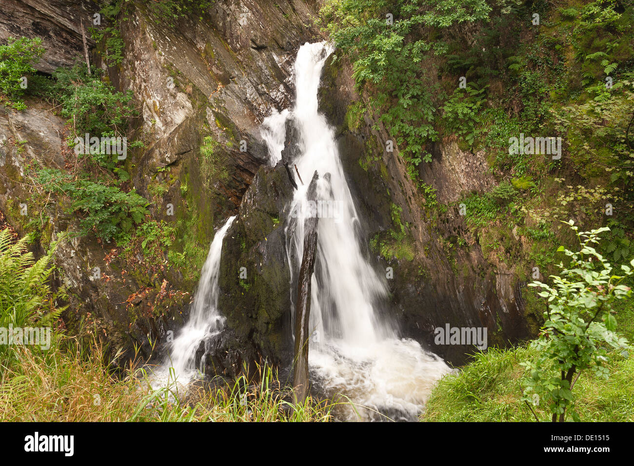 Protetto British bosco con ben stabiliti bosco di roverella coperti di felci licheni e muschi e i diavoli rientrano a ponte Foto Stock
