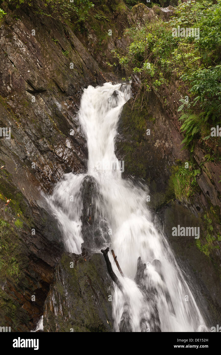 Protetto British bosco con ben stabiliti bosco di roverella coperti di felci licheni e muschi e i diavoli rientrano a ponte Foto Stock