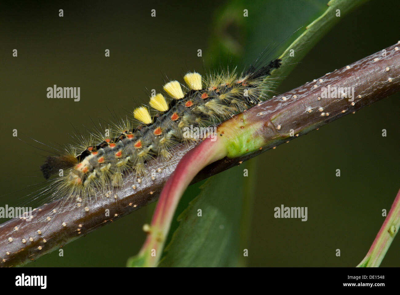 Rusty Tussock Moth o Vaporer (Orgyia antiqua) sul ramo di un uccello ciliegio (Prunus padus), West Jutland, Danimarca Foto Stock