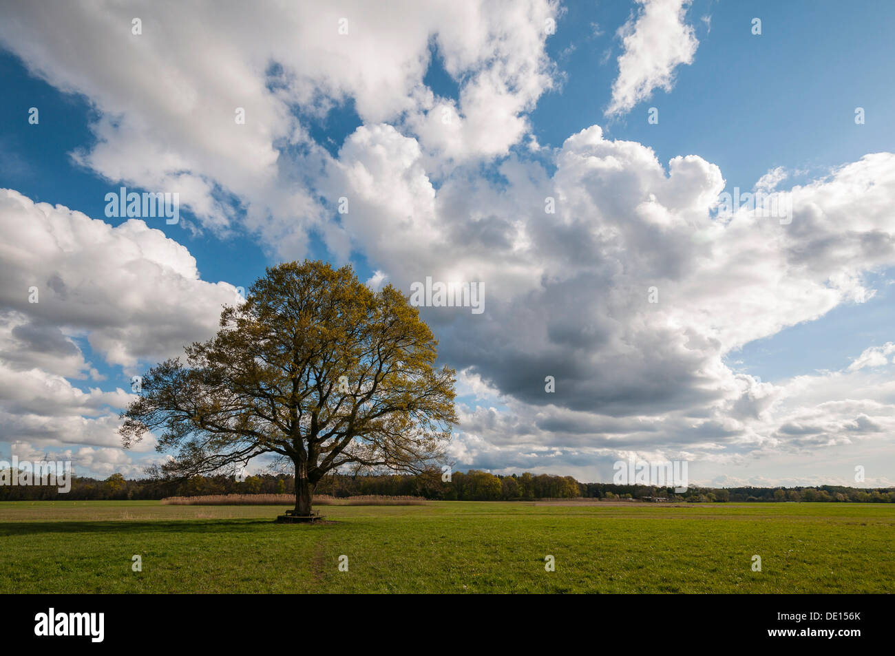 Rovere (Quercus), il paesaggio con i campi in primavera con nubi imponenti, Dreieich-Goetzenhain, Hesse Foto Stock