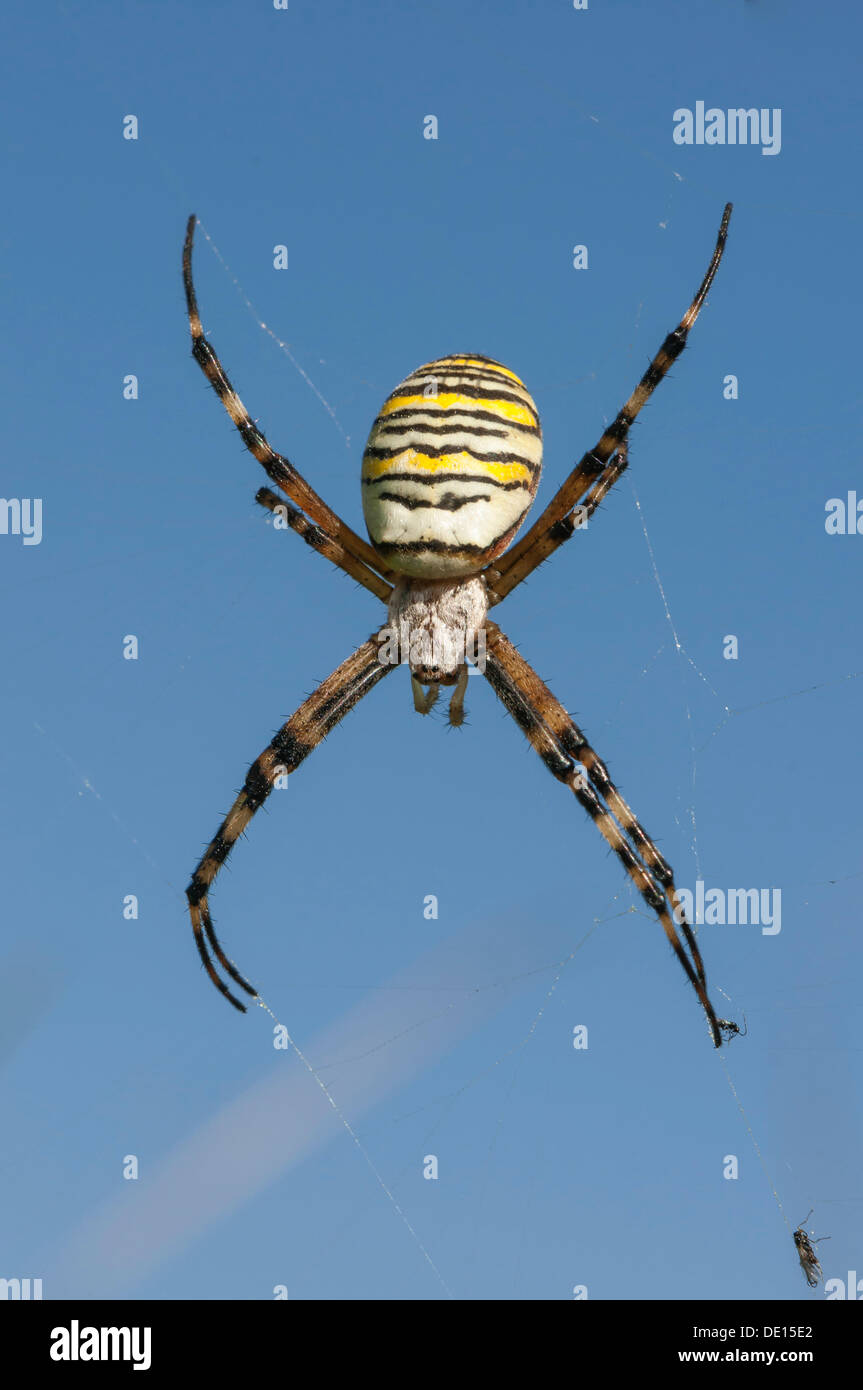 Wasp Spider (Argiope bruennichi), a ragnatela, Dreieich-Goetzenhain, Hesse Foto Stock