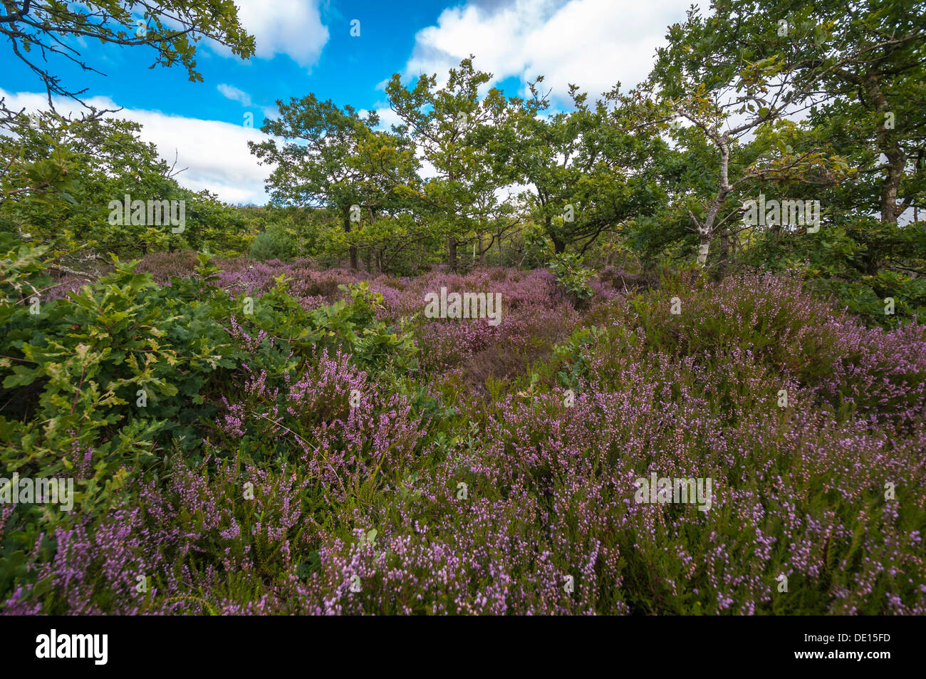 Heath paesaggio, Heather (Calluna vulgaris), Jutland Occidentale, la Danimarca, Europa Foto Stock
