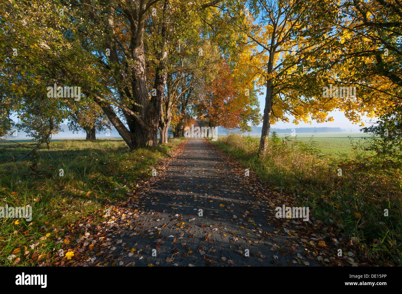 Viale alberato in un autunno umore, Moenchbruch Riserva Naturale, nei pressi di Francoforte Hesse Foto Stock