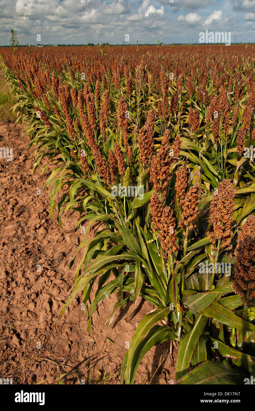 Sorgo da granella produzione Wilder Farm Agosto 20, 2013 in Navasota, Texas. La terra mostra segni del Texas siccità ma il raccolto non mostra alcun male colpisce dalla siccità. Foto Stock