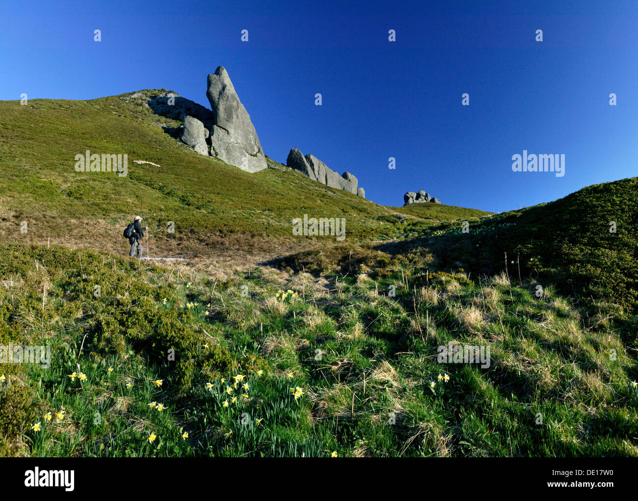 Escursionista in Massif du Sancy, Parc Naturel Regional des Volcans d'Auvergne parco naturale Regionale dei Vulcani della Auvergne Foto Stock