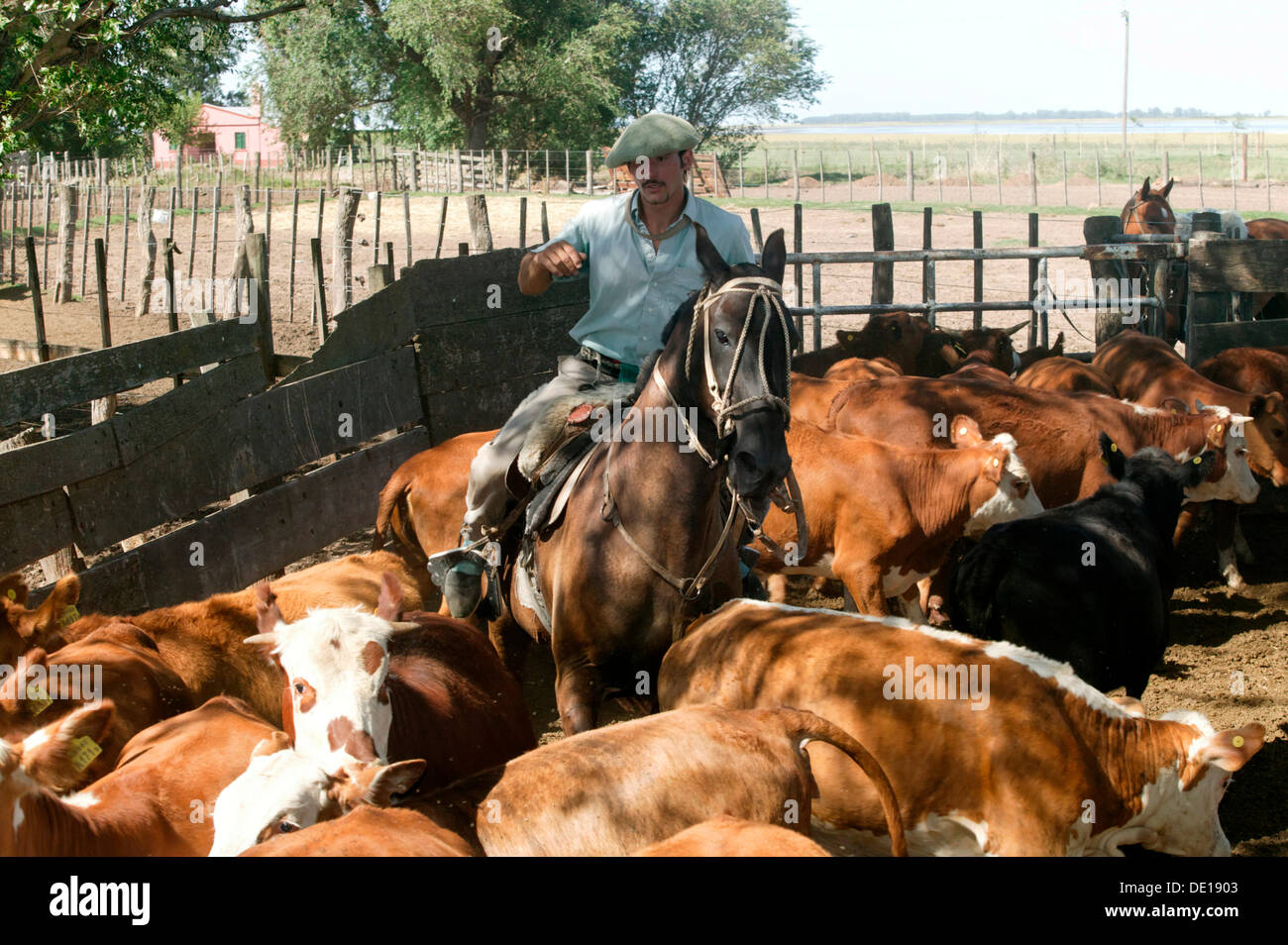 Gaucho a cavallo, alla guida di bovini, Estancia San Isidro del Llano verso Carmen Casares, provincia di Buenos Aires, Argentina Foto Stock