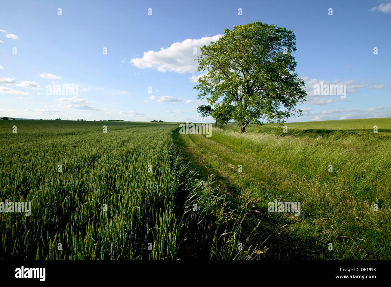 Il paesaggio agricolo, Limagne pianura, Puy de Dome, Auvergne Francia, Europa Foto Stock