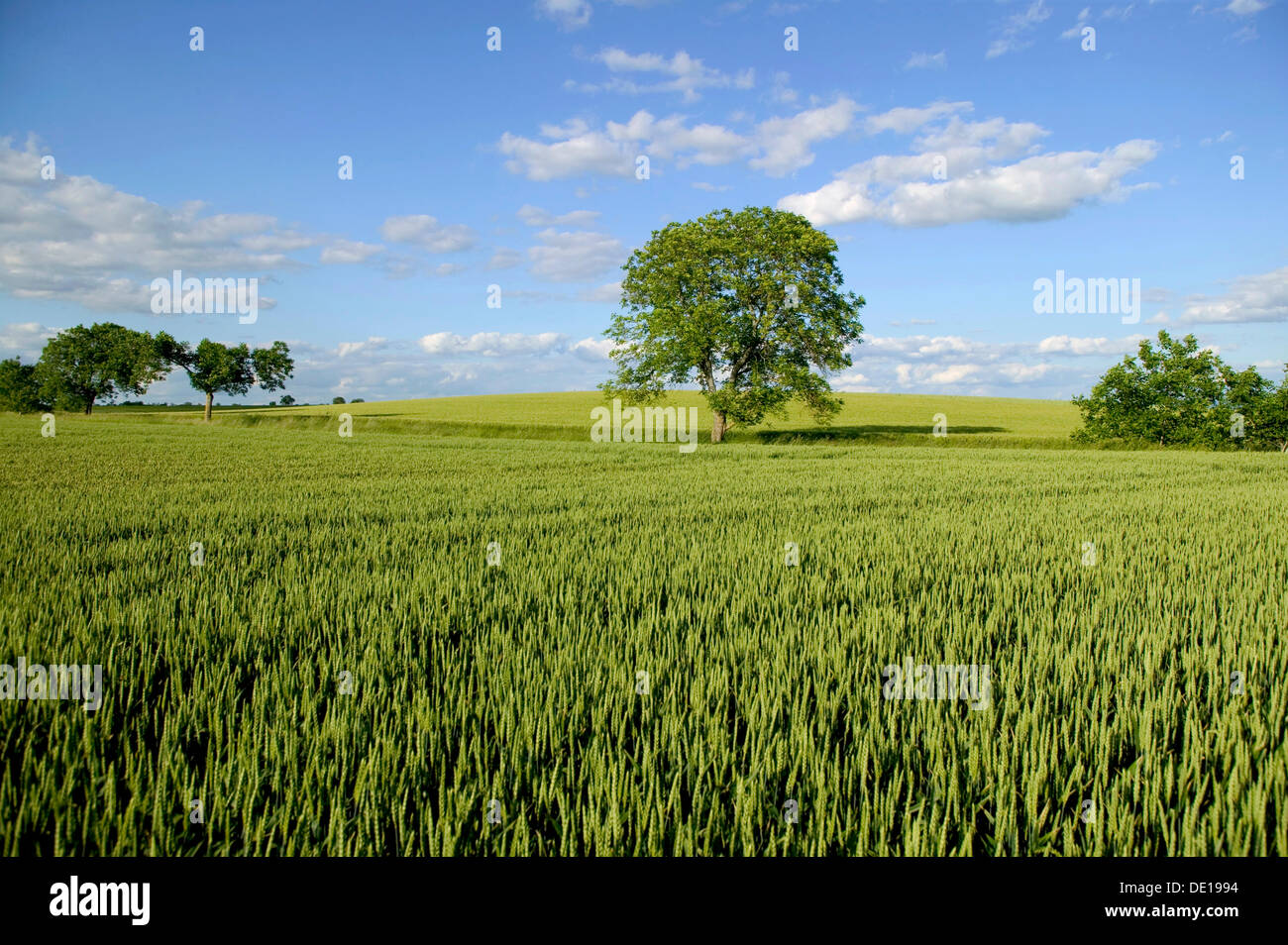 Il paesaggio agricolo, Limagne pianura, Puy de Dome, Auvergne Francia, Europa Foto Stock