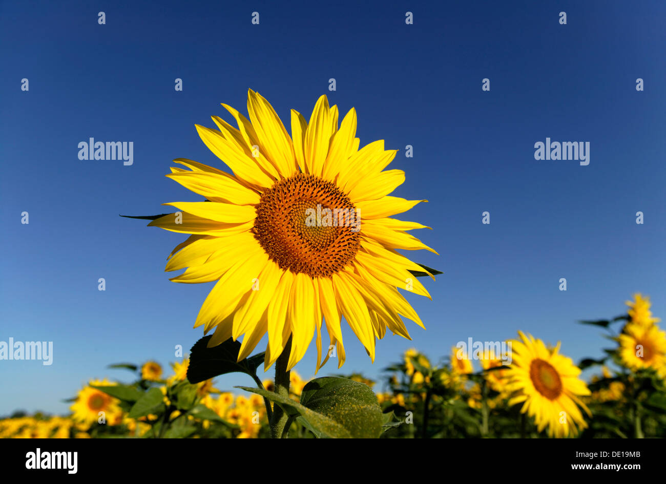 Girasole (Helianthus annuus), Limagne pianura, Francia, Europa Foto Stock