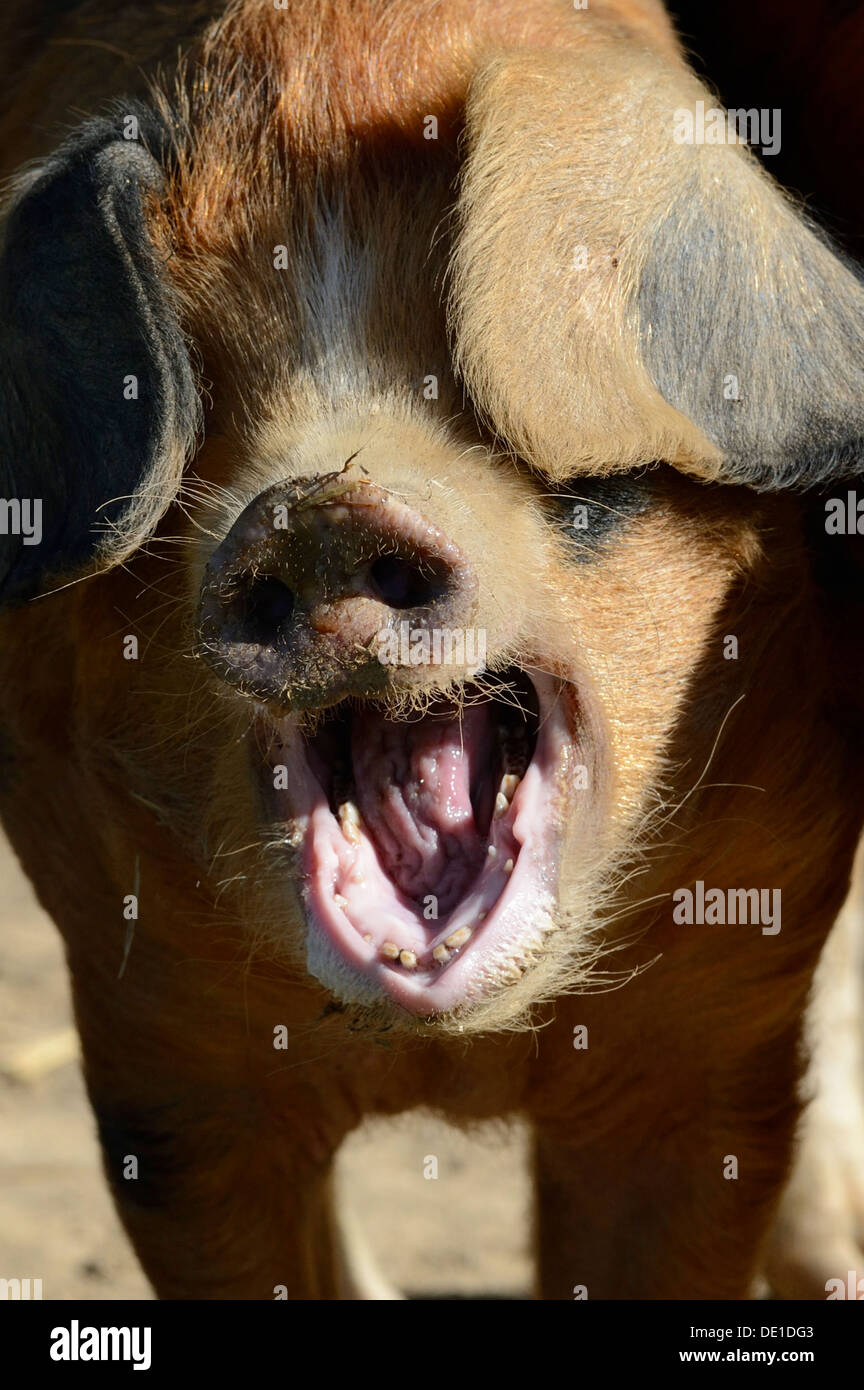 Un ritratto di un maiale in Agriturismo Foto Stock