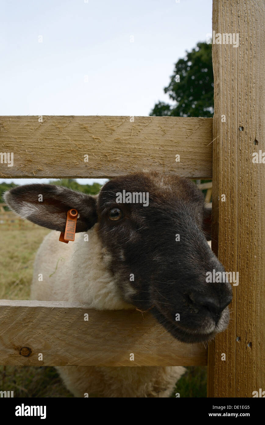 Una pecora guardando attraverso una recinzione Foto Stock