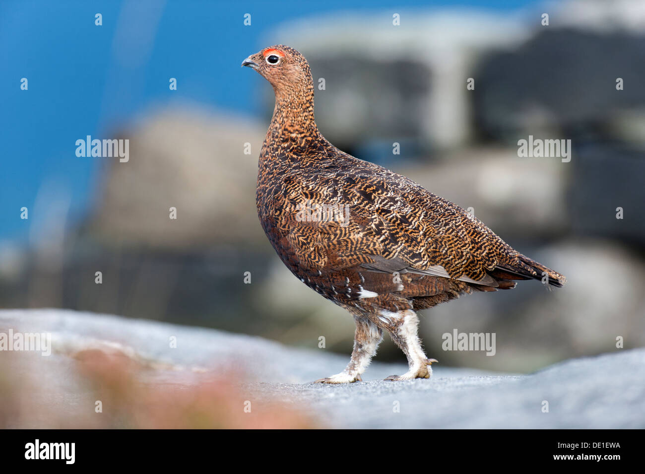Red Grouse (Lagopus lagopus scoticus) Foto Stock