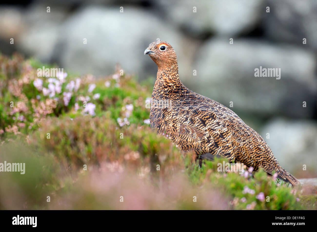 Red Grouse (Lagopus lagopus scoticus) Foto Stock