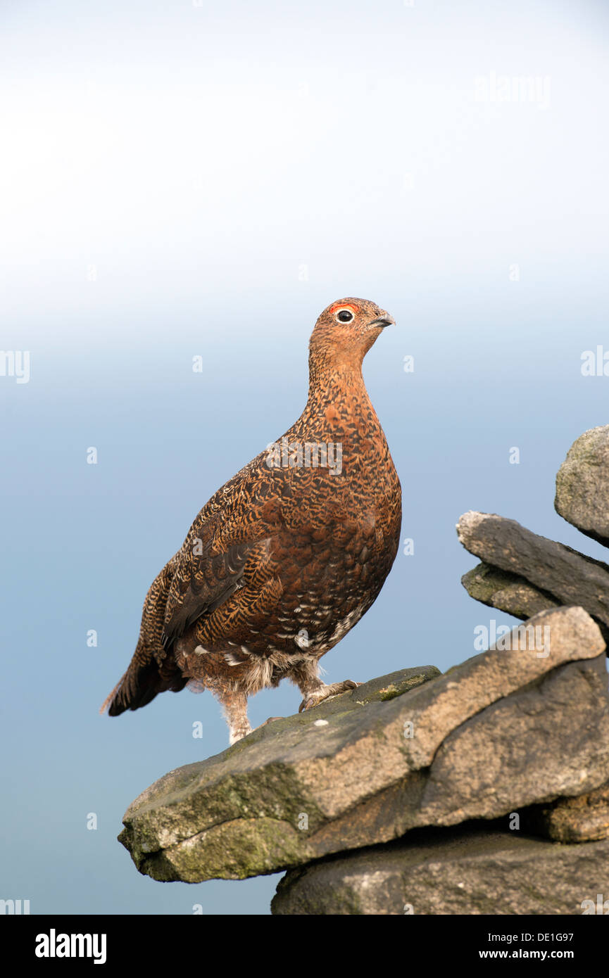 Red Grouse (Lagopus lagopus scoticus) Foto Stock