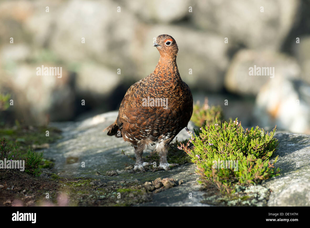 Red Grouse (Lagopus lagopus scoticus) Foto Stock