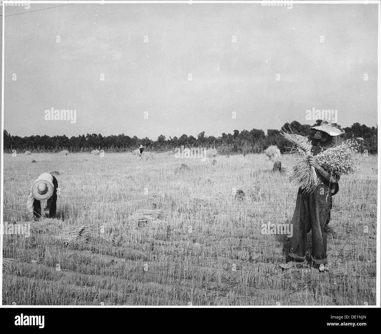 Una donna della Harmony Community della contea di Putnam, Georgia, è vista cullare il grano a mano in un piccolo campo. Questa scena mette in evidenza le pratiche agricole tradizionali nella Georgia rurale durante l'inizio del XX secolo. Foto Stock