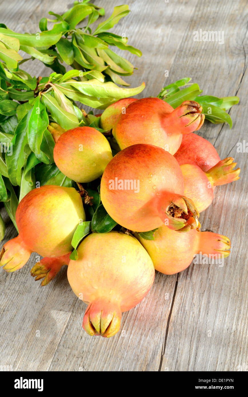 Ramo di albero con piccole e succose melagrane Foto Stock