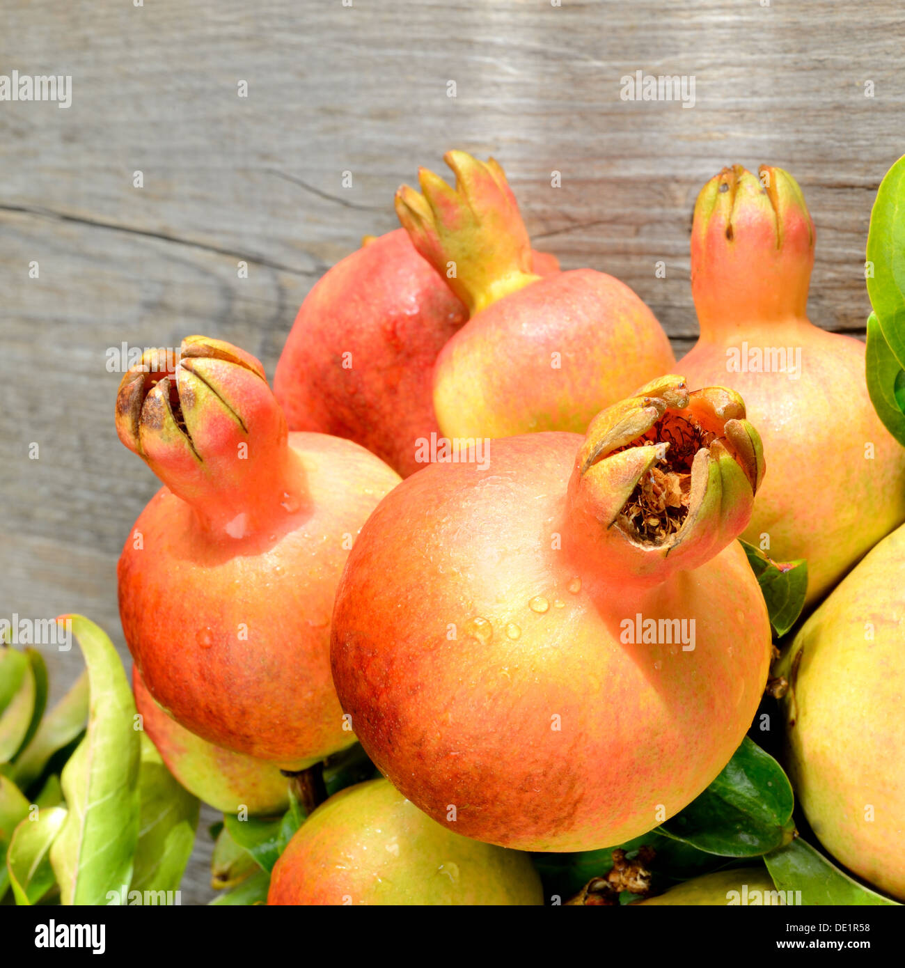 Ramo di albero con piccole e succose melagrane Foto Stock