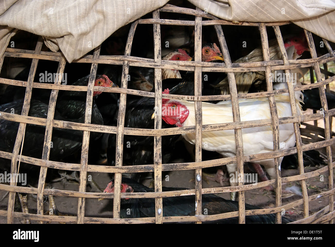 Polli intrappolato in bambù scuro coop e in attesa di cuocere Foto Stock