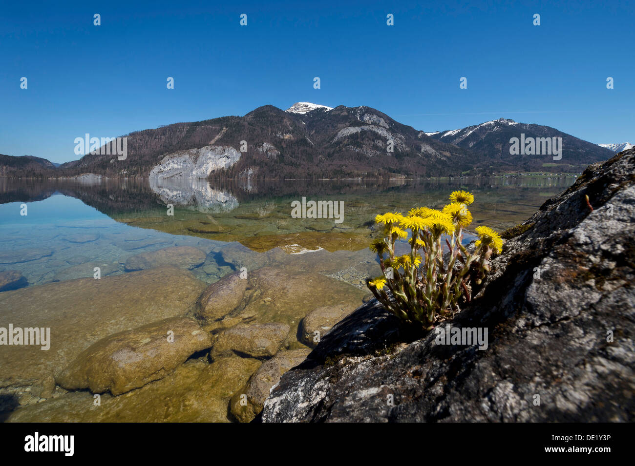 Lago di Wolfgang con una riflessione sulle montagne circostanti, vicino a Sankt Gilgen, Salzkammergut, Salzburger Land Oberösterreich, Foto Stock