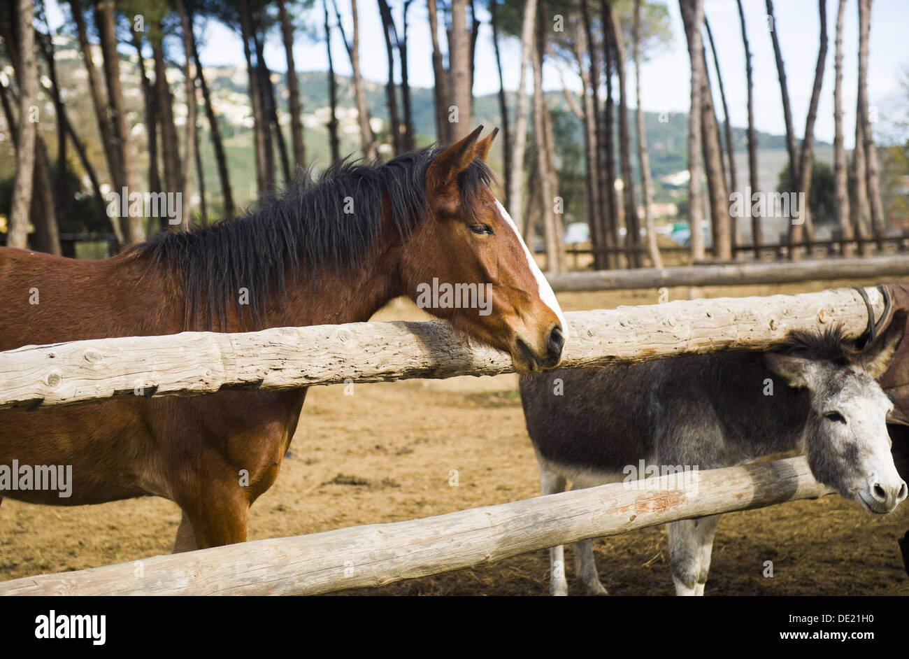 Bellissimi cavalli e asini Foto Stock