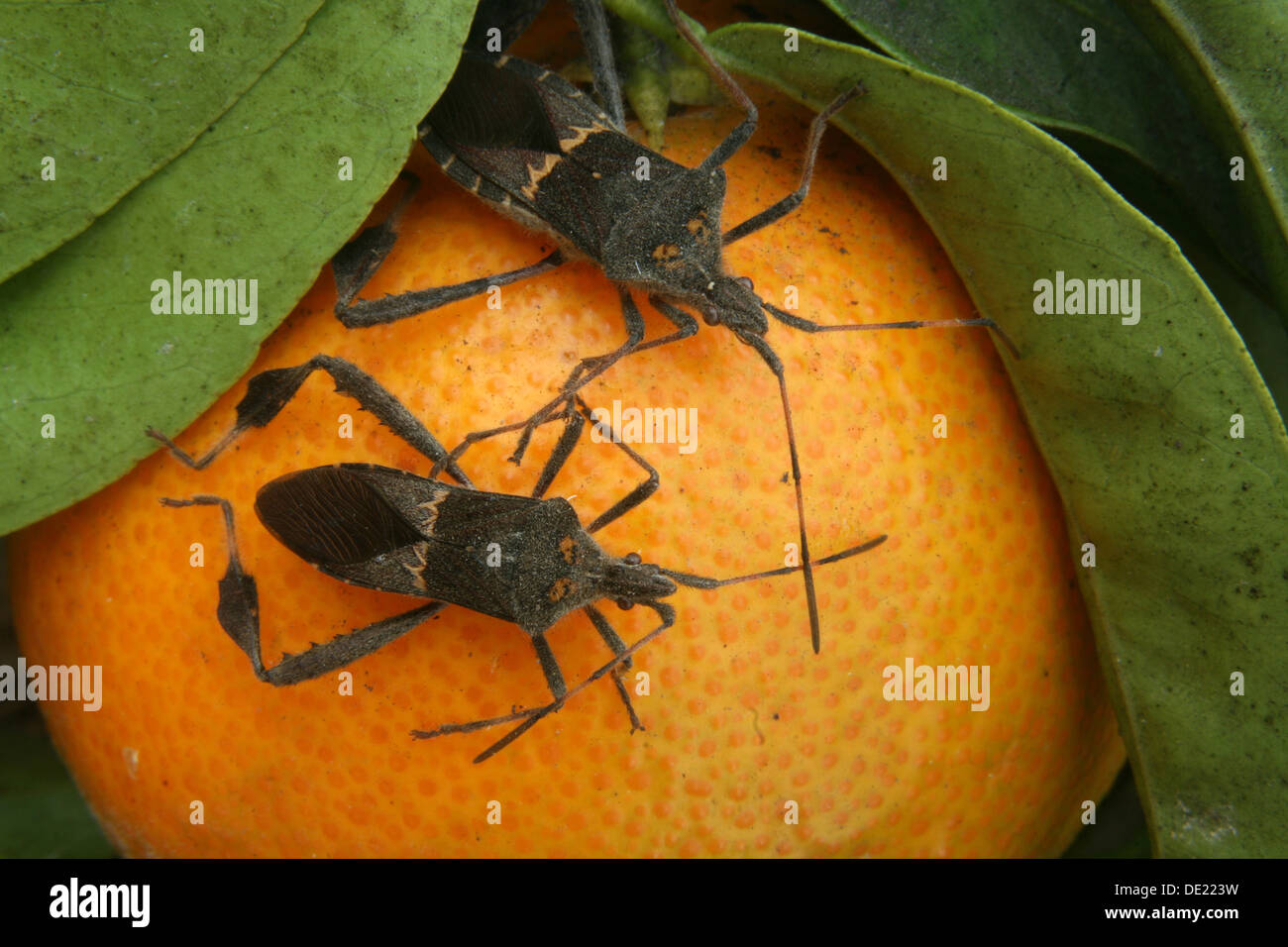 Due zampe di foglia di bug in piedi su un arancione su un albero in un frutteto in Cotacachi, Ecuador Foto Stock