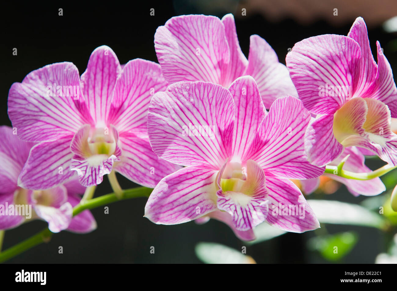 Fiori di orchidea (Orchidaceae), Ubud, Bali, Indonesia Foto Stock