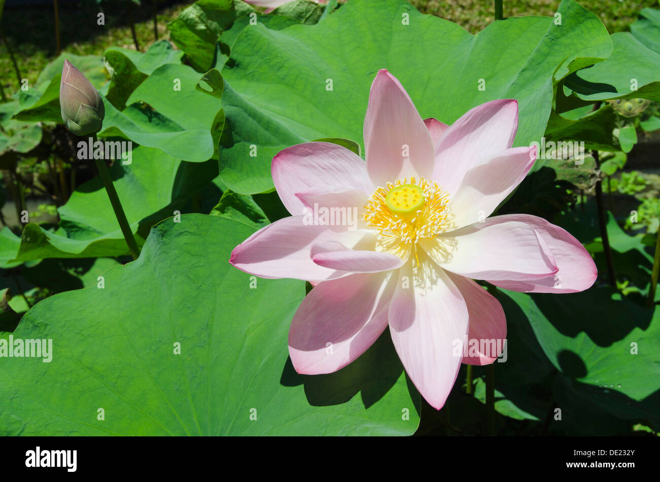 Lotus o Indian Lotus (Nelumbo nucifera), fiore, Ubud, Bali, Indonesia Foto Stock