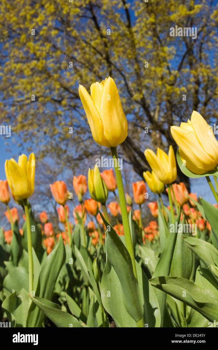 Tulipani gialli (Tulipa) in un giardino pubblico di primavera, vecchio Terrebonne, Lanaudiere, Quebec, Canada Foto Stock