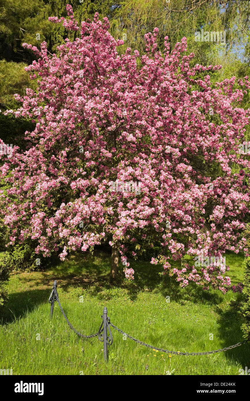 Fioritura crab-melo in primavera, Quebec, Canada Foto Stock
