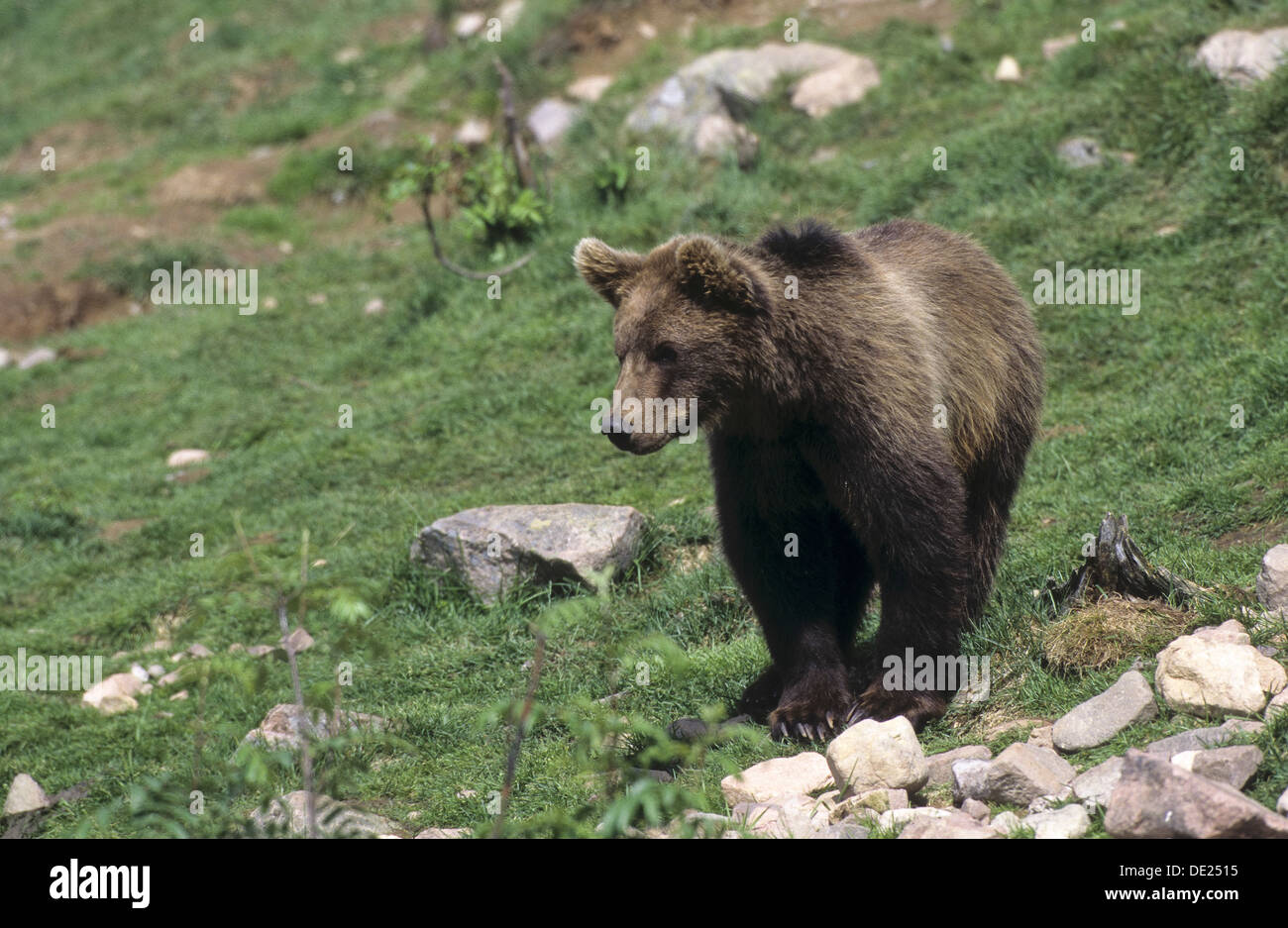 Orso bruno, orsi, Braunbär, Braun-Bär, Bär, Bären, Ursus arctos Foto Stock