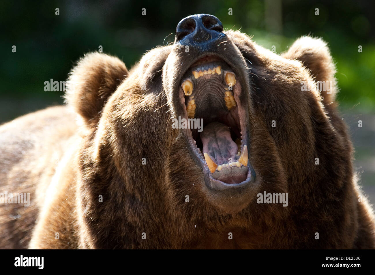 Kodiak Bear, Kodiak orso bruno, Braunbär, Kodiakbär, Braun-Bär, Kodiak-Bär, Bär, Ritratto, Porträt, Ursus arctos middendorffi Foto Stock